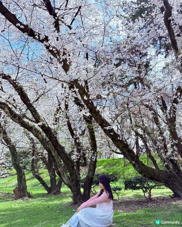 🆕2025年4月🌸名古屋城春祭🏯櫻花實況