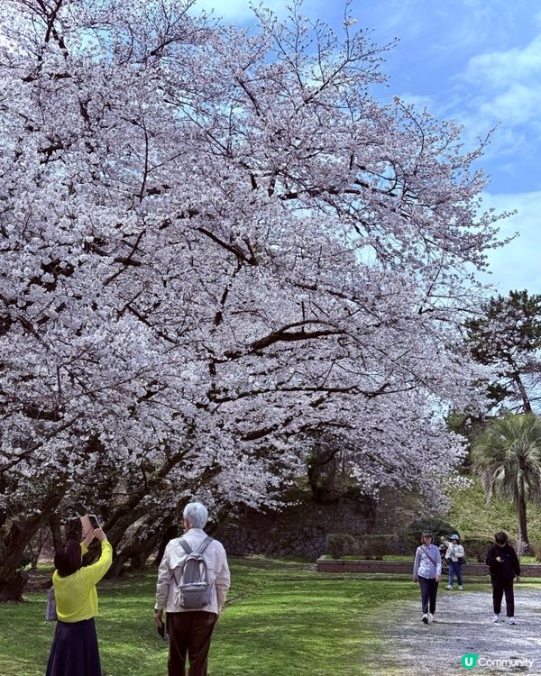 🆕2025年4月🌸名古屋城春祭🏯櫻花實況