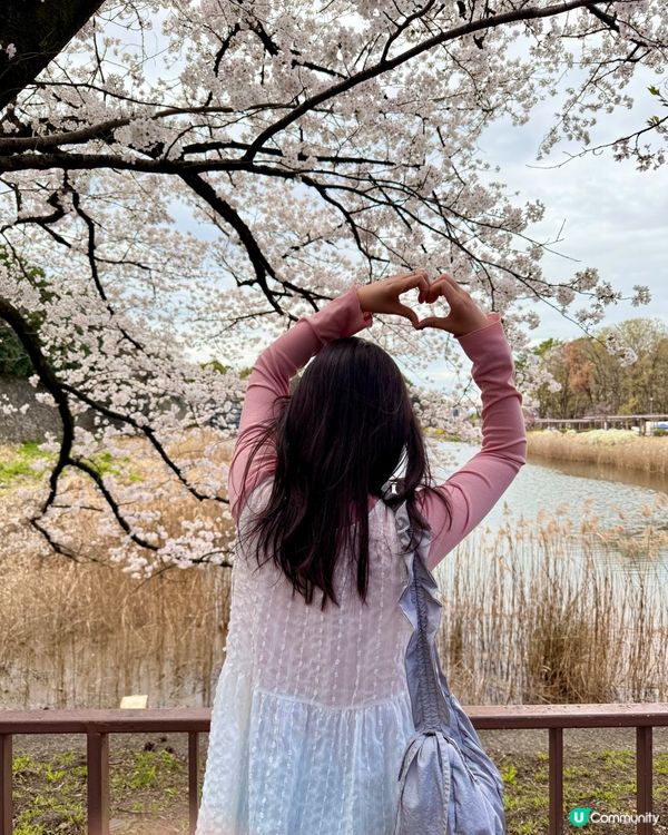 🆕2025年4月🌸名古屋城春祭🏯櫻花實況