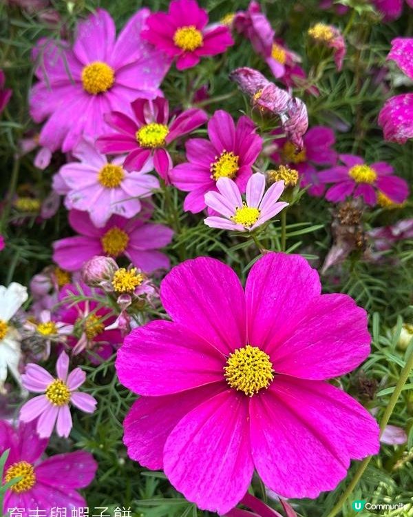 香港好去處 | 賞花 | 維園花展 | 秋英 (上)