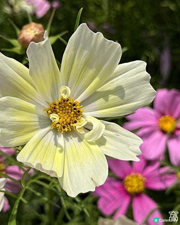 香港好去處 | 賞花 | 維園花展 | 秋英 (上)