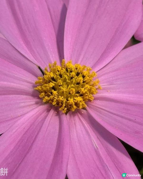 香港好去處 | 賞花 | 維園花展 | 秋英 (上)