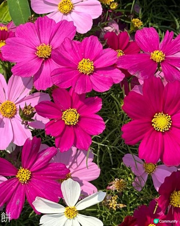 香港好去處 | 賞花 | 維園花展 | 秋英 (上)