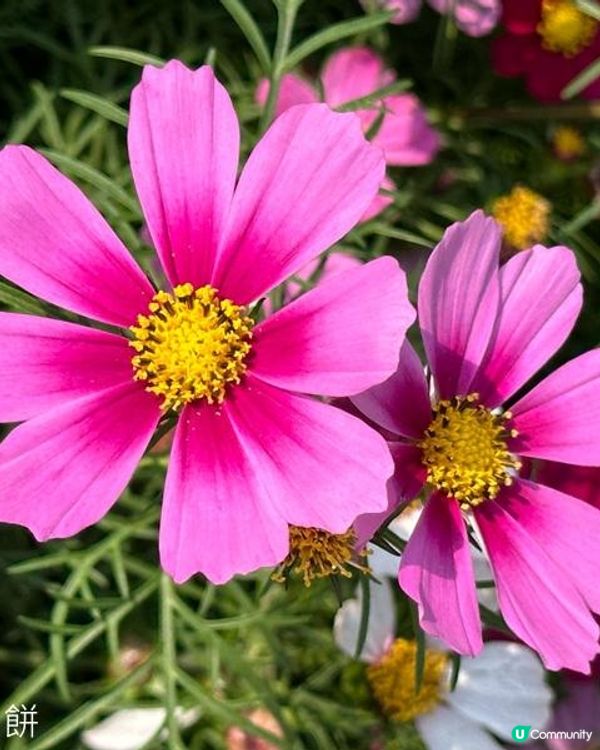 香港好去處 | 賞花 | 維園花展 | 秋英 (上)