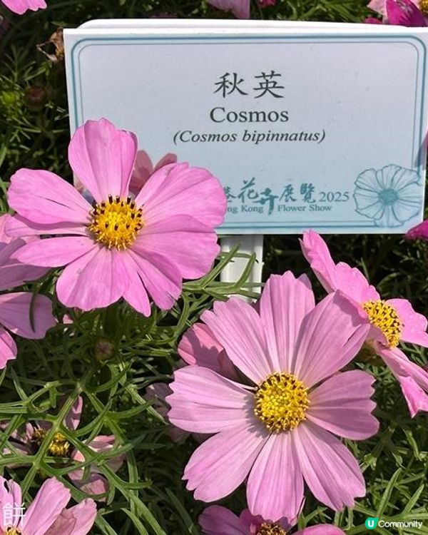 香港好去處 | 賞花 | 維園花展 | 秋英 (上)