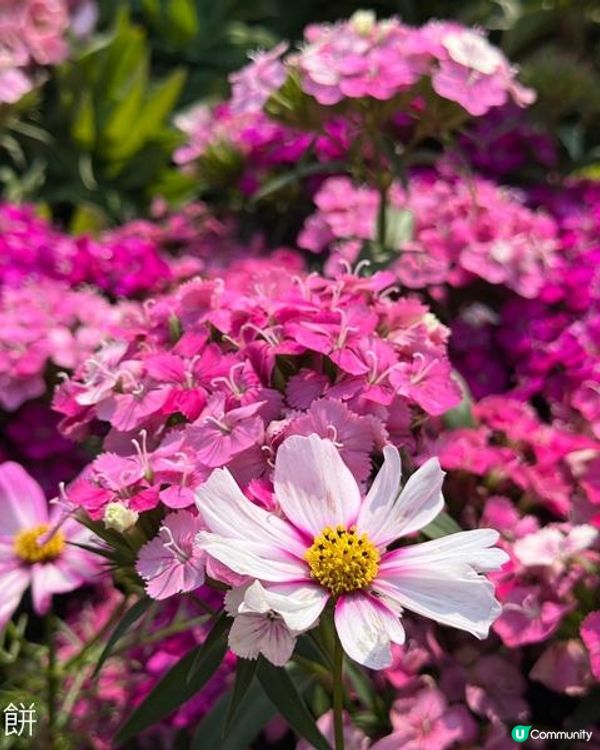 香港好去處 | 賞花 | 維園花展 | 秋英 (上)