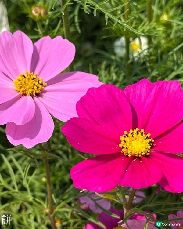 香港好去處 | 賞花 | 維園花展 | 秋英 (上)