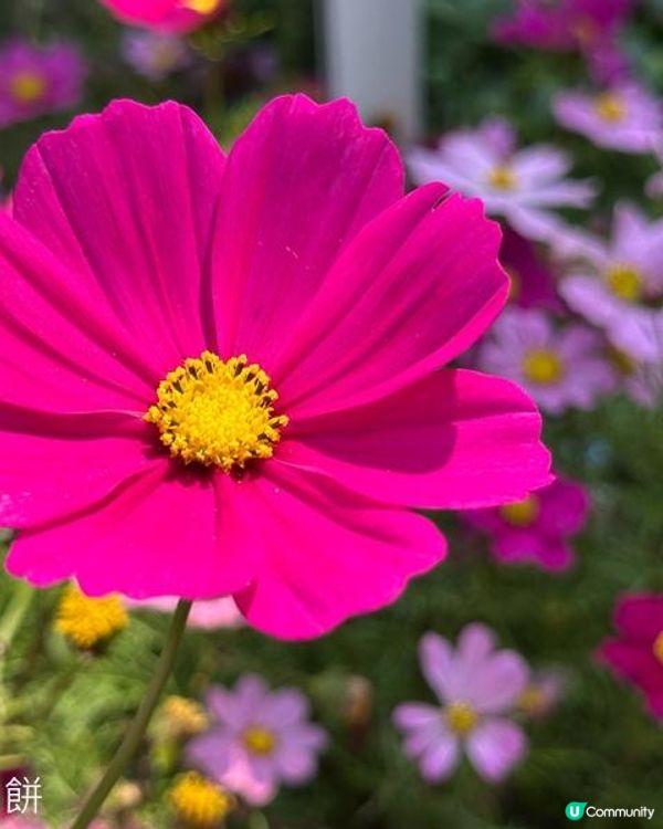 香港好去處 | 賞花 | 維園花展 | 秋英 (上)