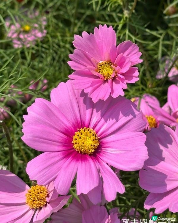 香港好去處 | 賞花 | 維園花展 | 秋英 (上)