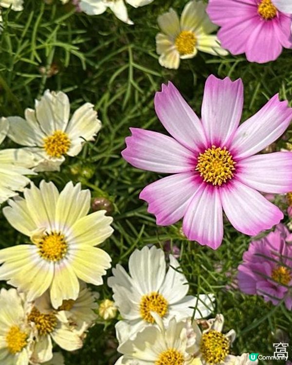 香港好去處 | 賞花 | 維園花展 | 秋英 (上)