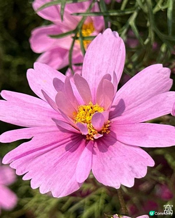 香港好去處 | 賞花 | 維園花展 | 秋英 (上)