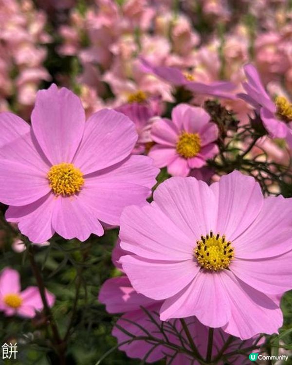 香港好去處 | 賞花 | 維園花展 | 秋英 (上)