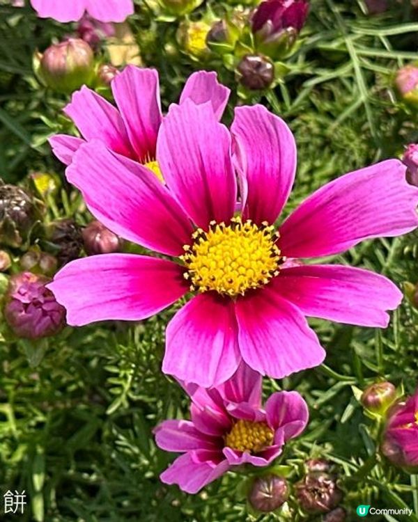 香港好去處 | 賞花 | 維園花展 | 秋英 (上)