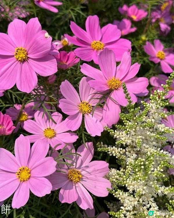 香港好去處 | 賞花 | 維園花展 | 秋英 (上)