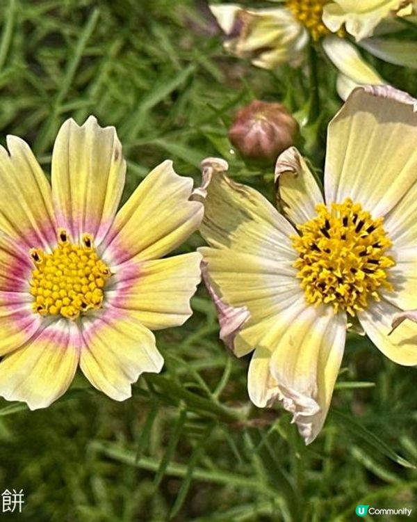 香港好去處 | 賞花 | 維園花展 | 秋英 (上)