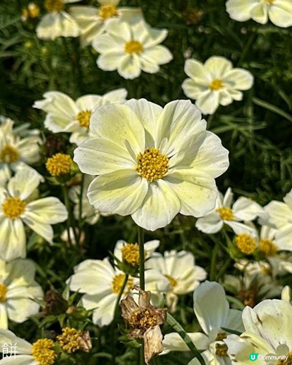 香港好去處 | 賞花 | 維園花展 | 秋英 (上)