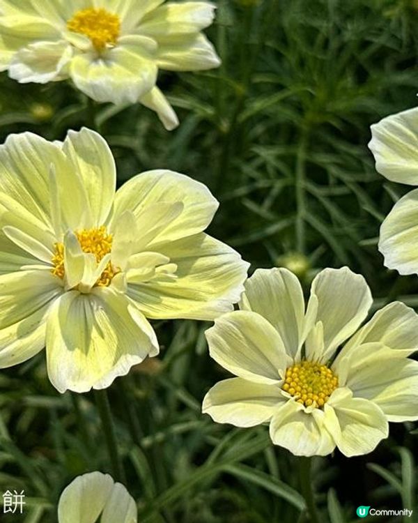 香港好去處 | 賞花 | 維園花展 | 秋英 (上)