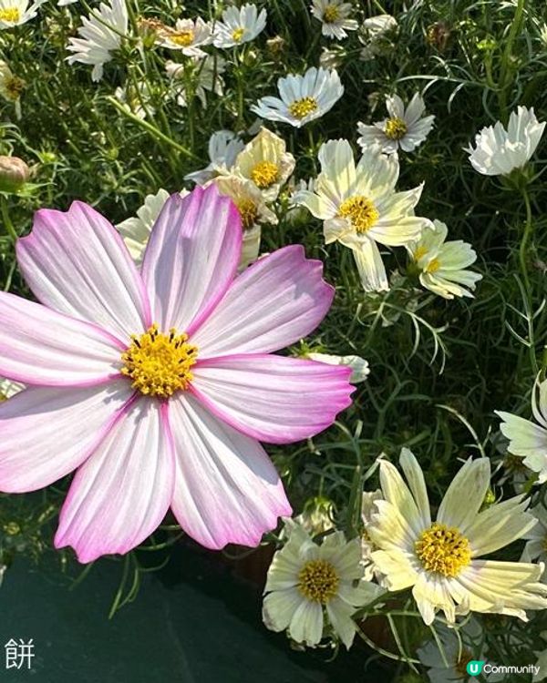 香港好去處 | 賞花 | 維園花展 | 秋英 (上)