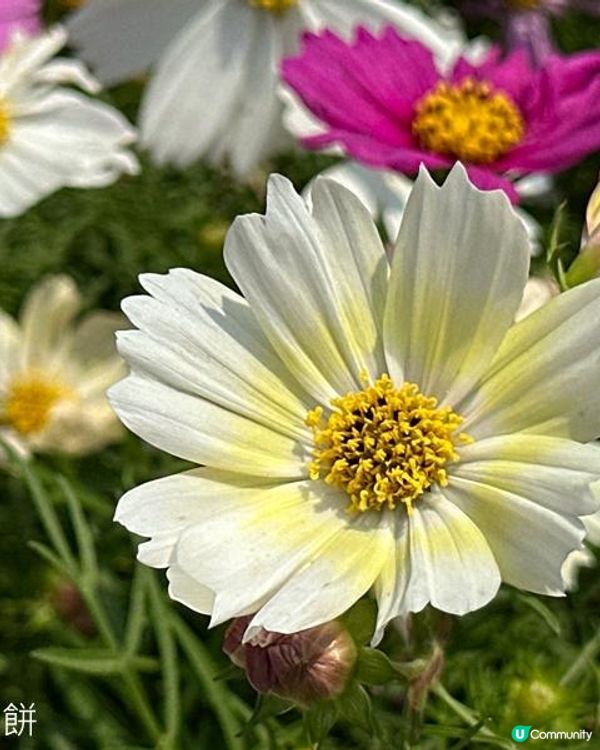 香港好去處 | 賞花 | 維園花展 | 秋英 (上)