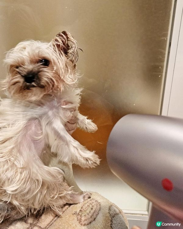 依飛風筒，為我和毛孩帶來雙重呵護 🌬