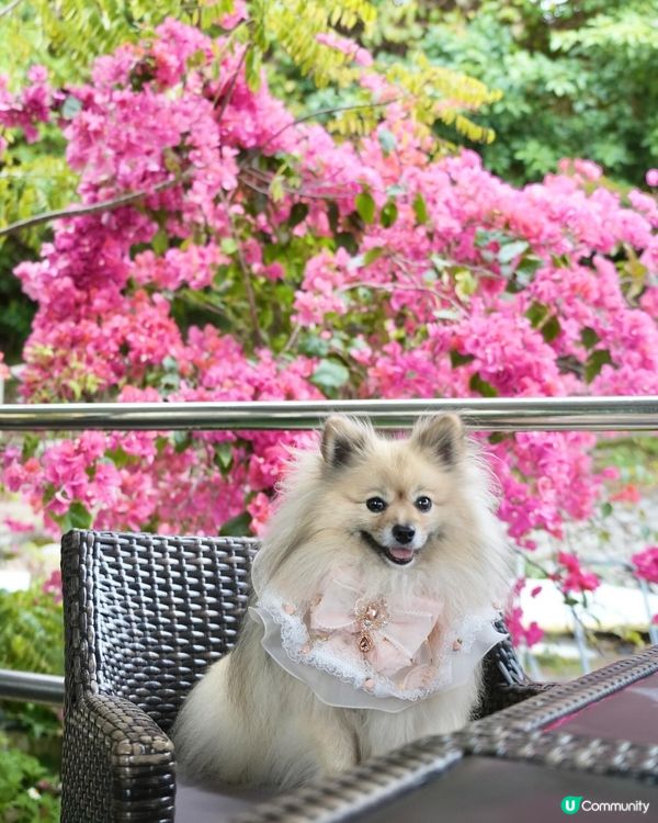 靚海景花園中用餐