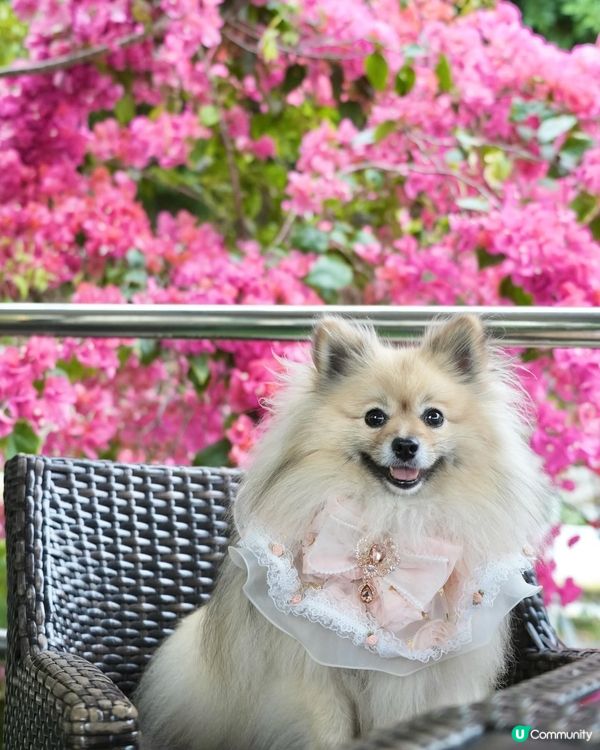 靚海景花園中用餐