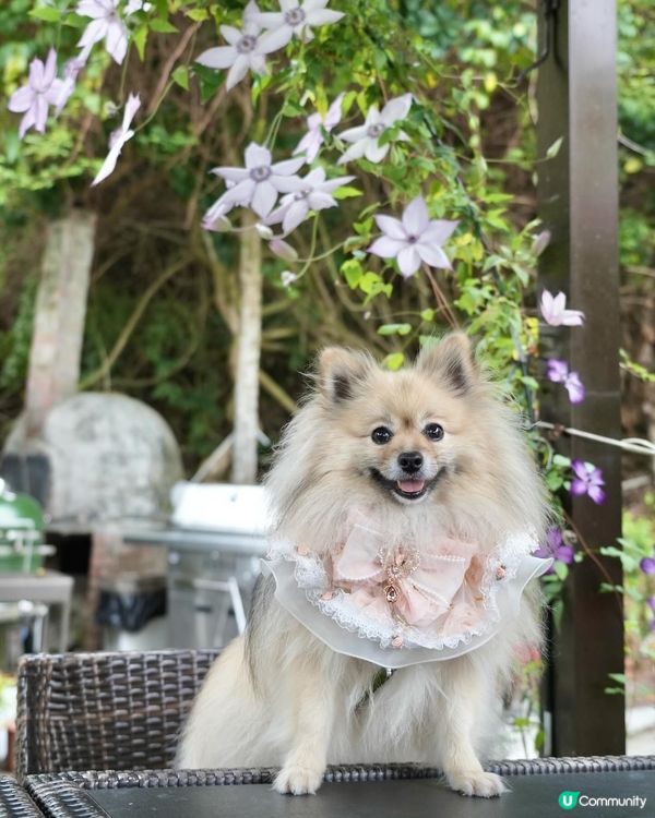 靚海景花園中用餐