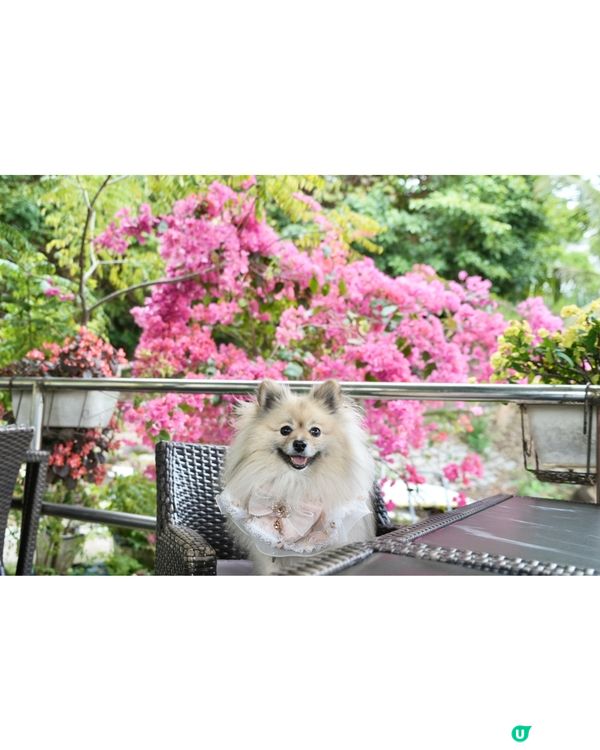 靚海景花園中用餐