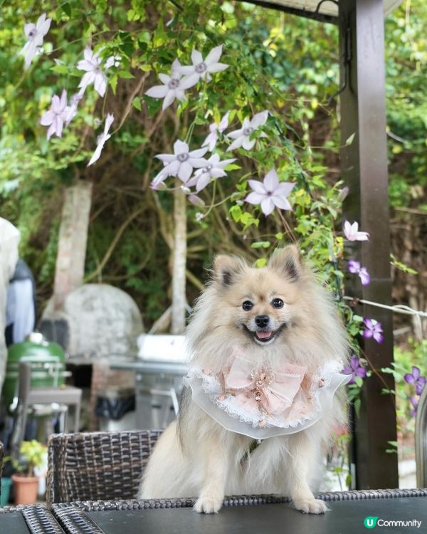 靚海景花園中用餐