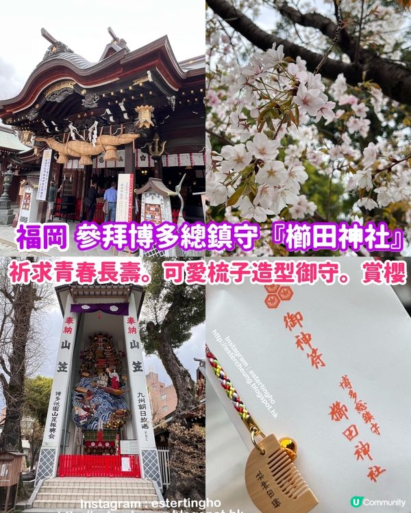 博多總鎮守💕 祈求青春長壽⛩️ 可愛梳子造型御守🌸 觀賞櫻花