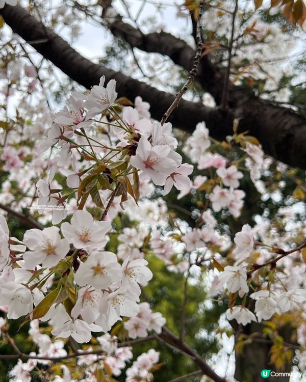 博多總鎮守💕 祈求青春長壽⛩️ 可愛梳子造型御守🌸 觀賞櫻花