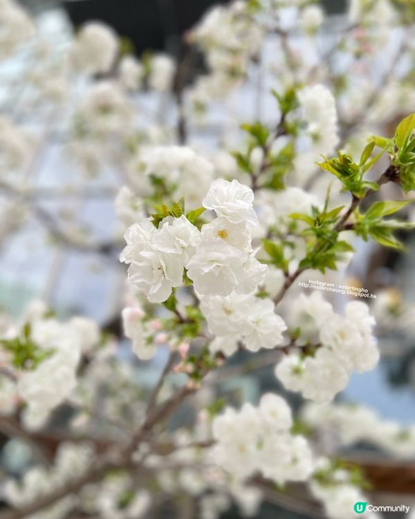 博多總鎮守💕 祈求青春長壽⛩️ 可愛梳子造型御守🌸 觀賞櫻花