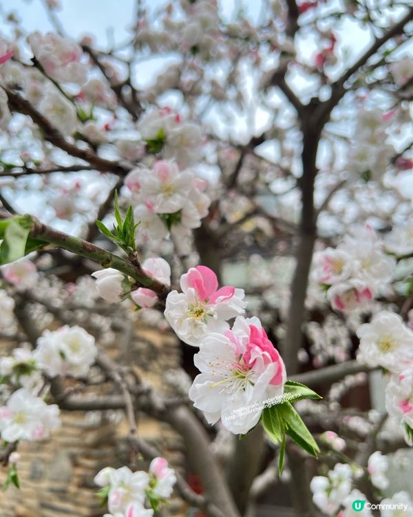 博多總鎮守💕 祈求青春長壽⛩️ 可愛梳子造型御守🌸 觀賞櫻花