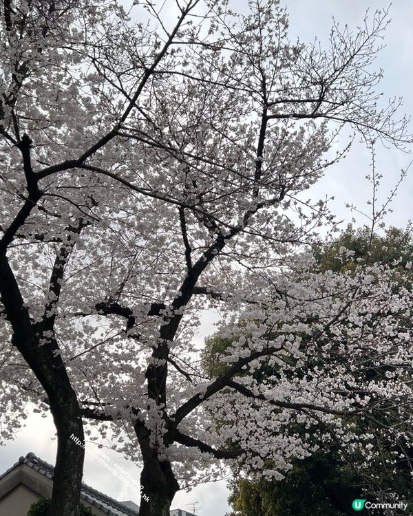 博多總鎮守💕 祈求青春長壽⛩️ 可愛梳子造型御守🌸 觀賞櫻花