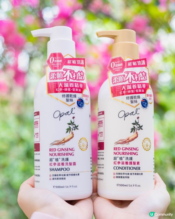 染髮控必睇！澳寶紅參滋養洗護，頭髮健康又靚✨