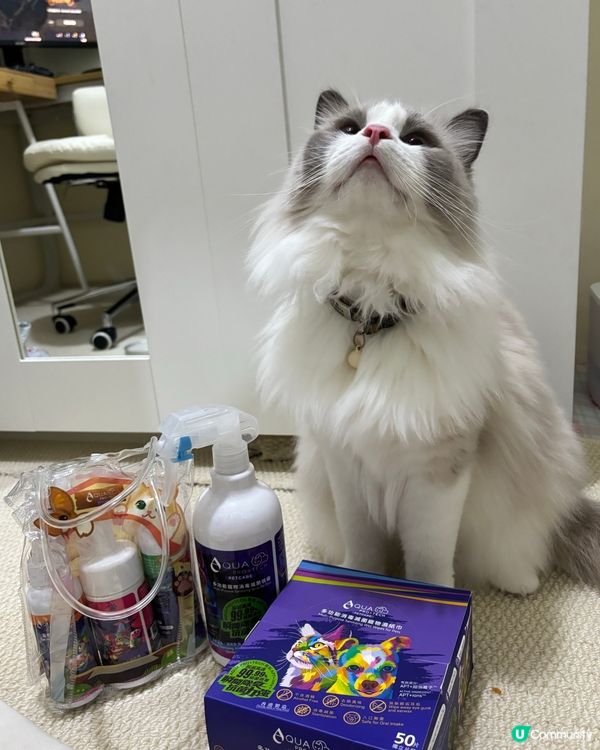 小珍豬有好介紹！✨