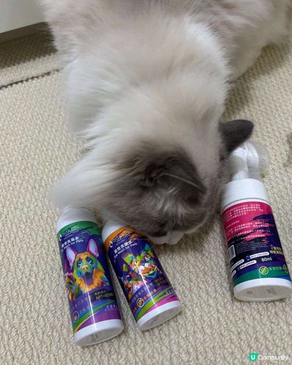 小珍豬有好介紹！✨