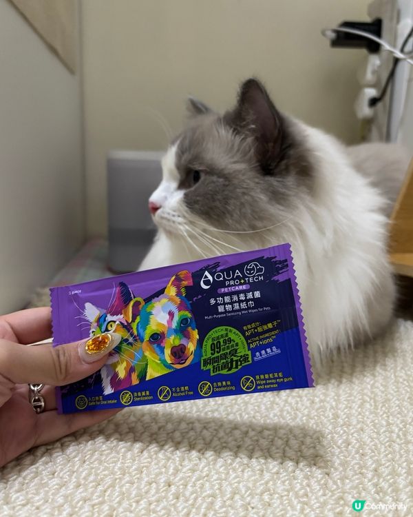 小珍豬有好介紹！✨