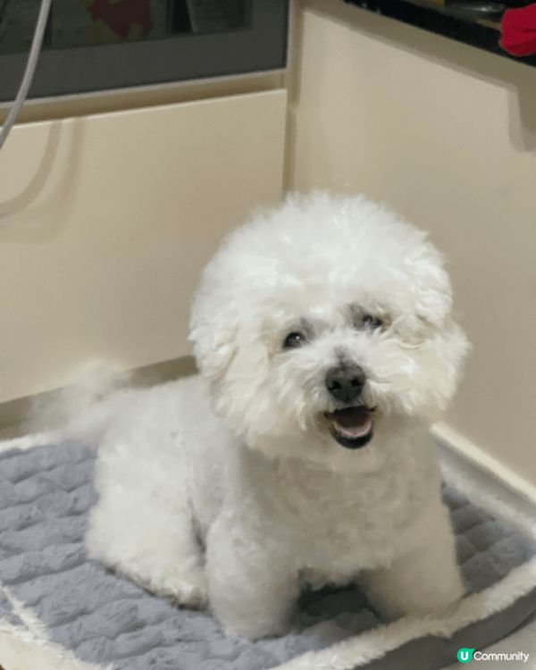 入左屋1年既13歲小朋友，好幸運可以成為佢既新主人