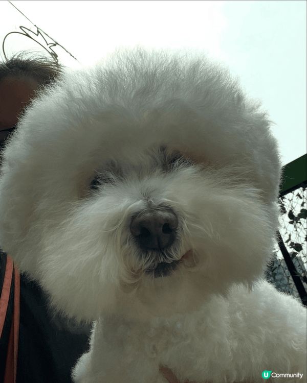 入左屋1年既13歲小朋友，好幸運可以成為佢既新主人