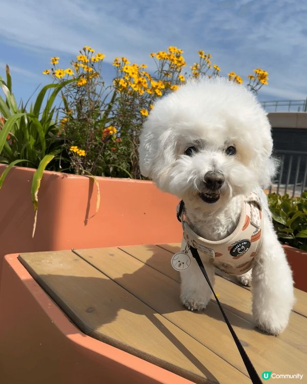 入左屋1年既13歲小朋友，好幸運可以成為佢既新主人