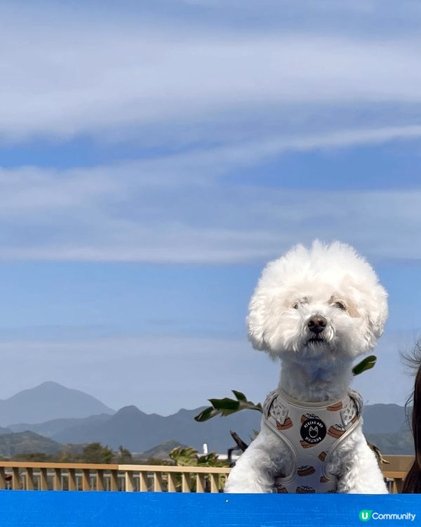 入左屋1年既13歲小朋友，好幸運可以成為佢既新主人
