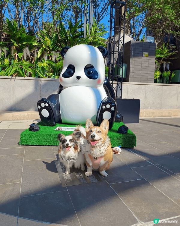 Beeno 12th birthday dogcation