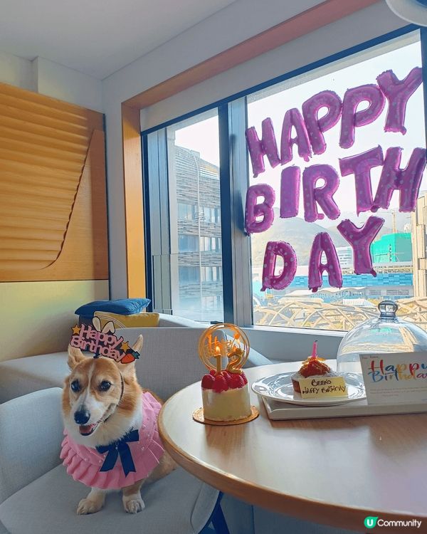 Beeno 12th birthday dogcation