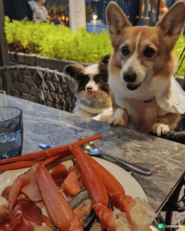 Beeno 12th birthday dogcation