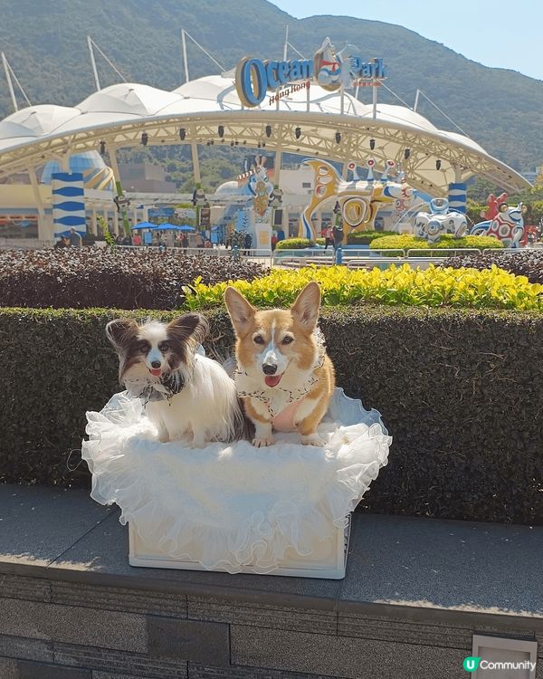 Beeno 12th birthday dogcation