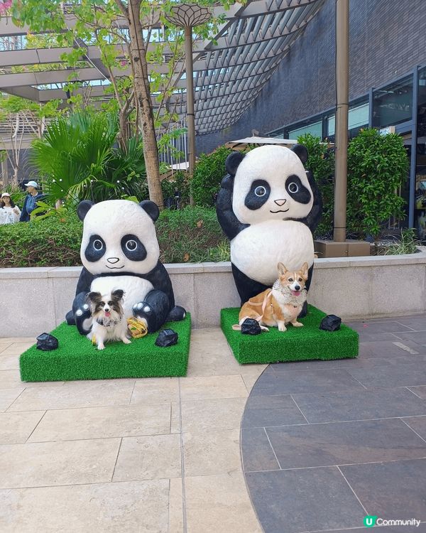 Beeno 12th birthday dogcation