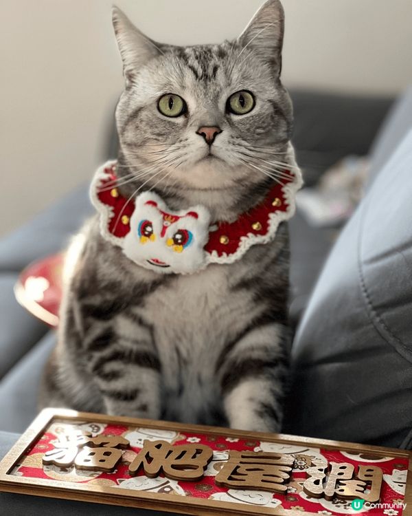 Oreo 作為家中主子，每日盡情食痾玩公仔，最喜歡嗲奴才摸摸...