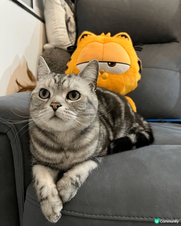 Oreo 作為家中主子，每日盡情食痾玩公仔，最喜歡嗲奴才摸摸...