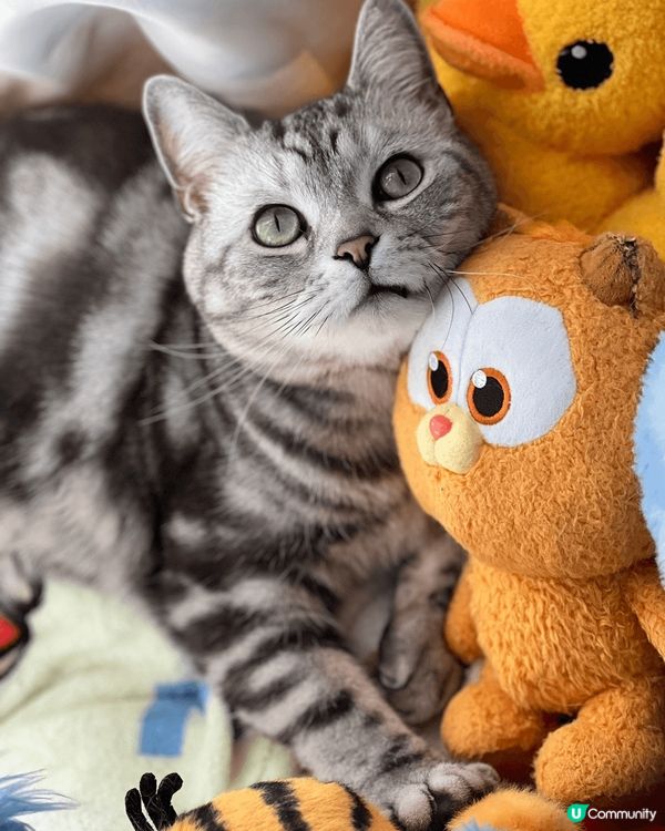 Oreo 作為家中主子，每日盡情食痾玩公仔，最喜歡嗲奴才摸摸...